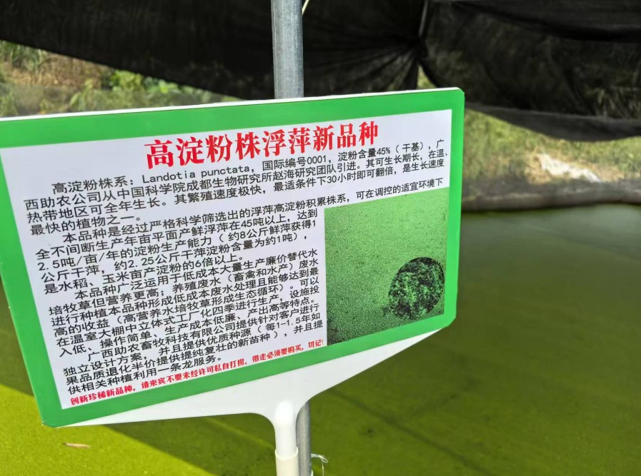 飼料型浮萍新品種：高淀粉株系（紫萍）：Landotia punctata，國(guó)際編號(hào)0001，淀粉含量最高可達(dá)45%